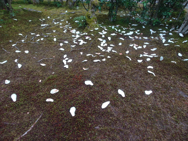 ハクモクレン花びら落ちへん (3)