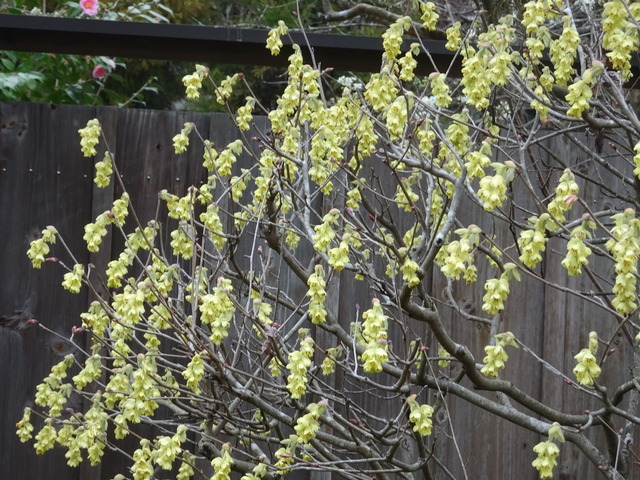 土佐水木　満開 (4)