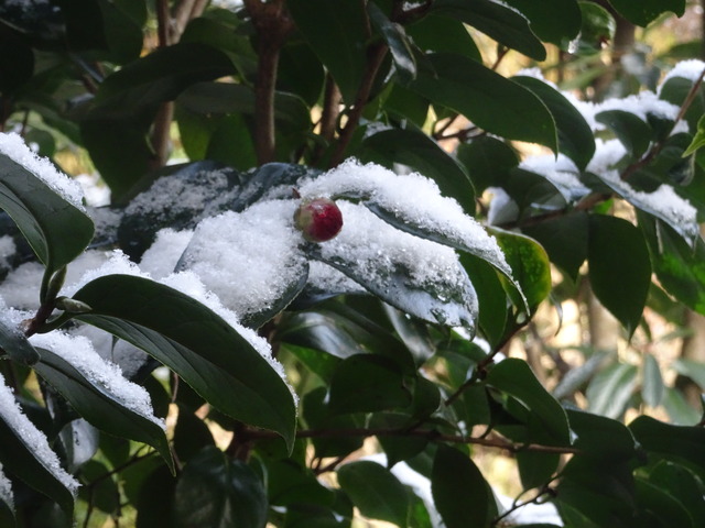 赤椿　雪帽子 (1)