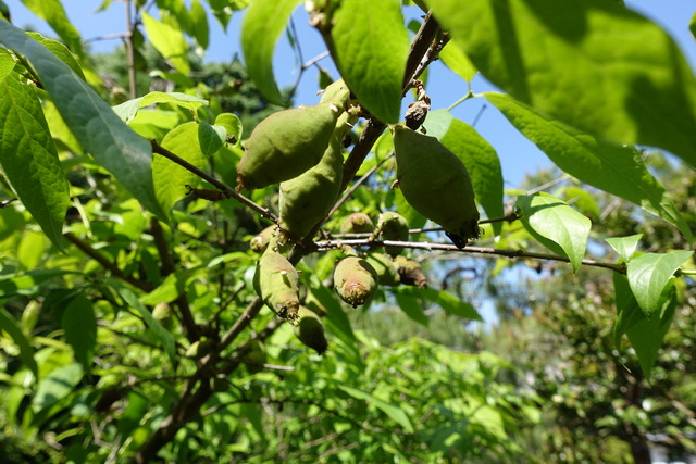 蝋梅　種　初夏 (2)