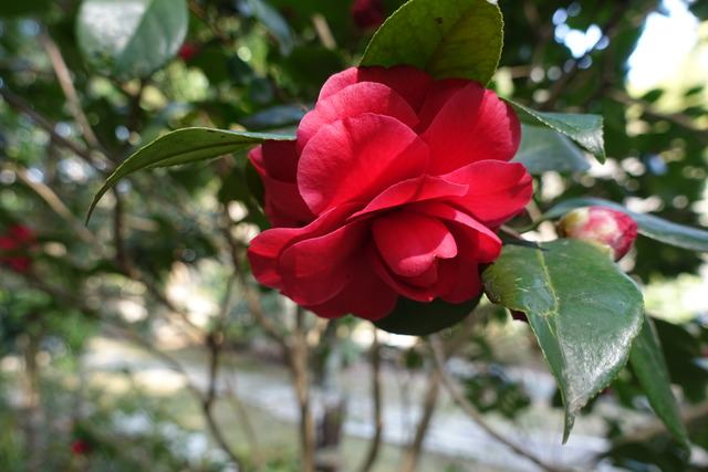 椿　紅　花花咲き始め　黒門(3)