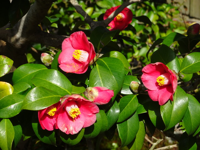 山椿　花　拡大 (2)
