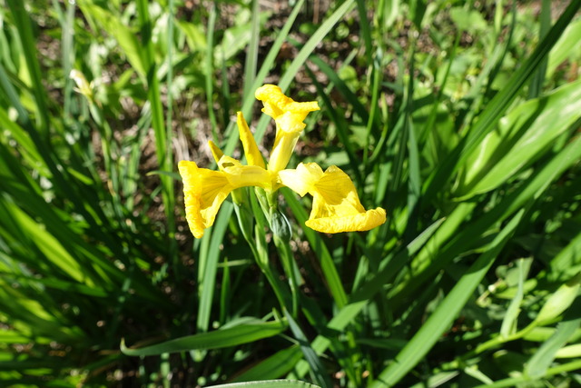 黄　菖蒲１　花 (2)