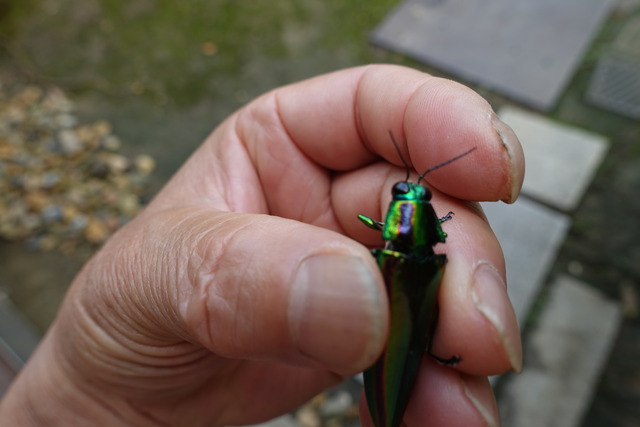 コガネムシ　 (13)