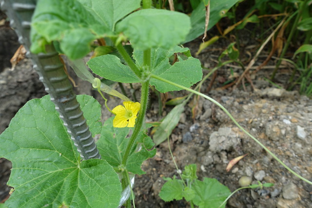 ？？　裏庭　・・瓜？ (3)