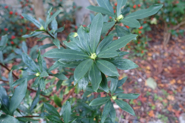 沈丁花　蕾　春の用意 (2)
