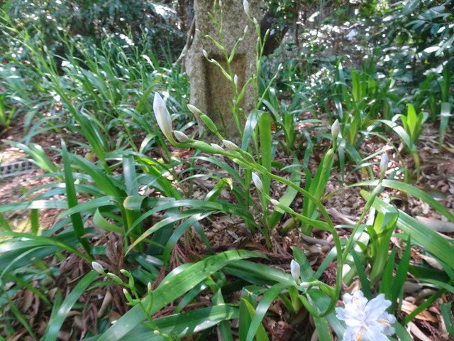 シャガ　花芽+花　谷川 (2)