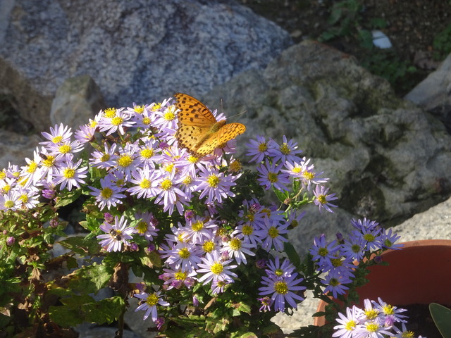 蝶　菊の蜜吸い　秋 (2)