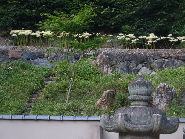 彼岸花　白　満開　自然苑　241007 (6)