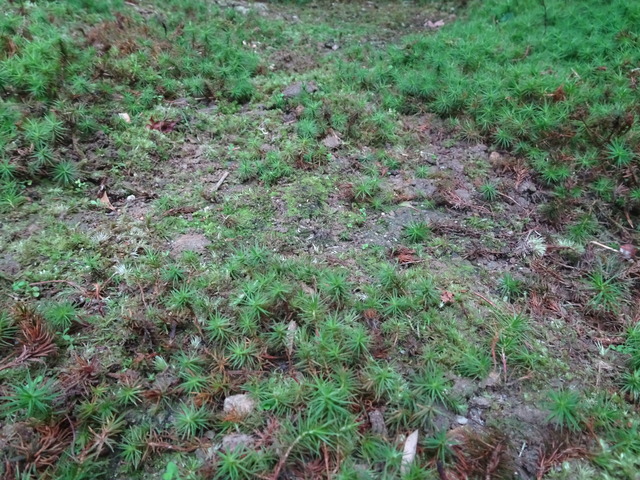雑草　苔の間　掃除ビフォーアフター (8)