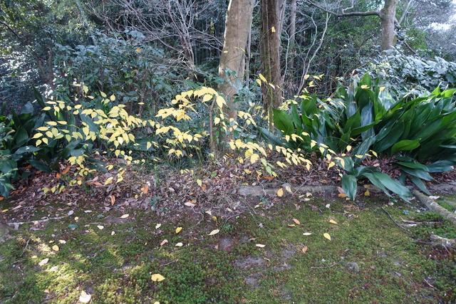 ヤマブキ　黄葉（秋） (1)