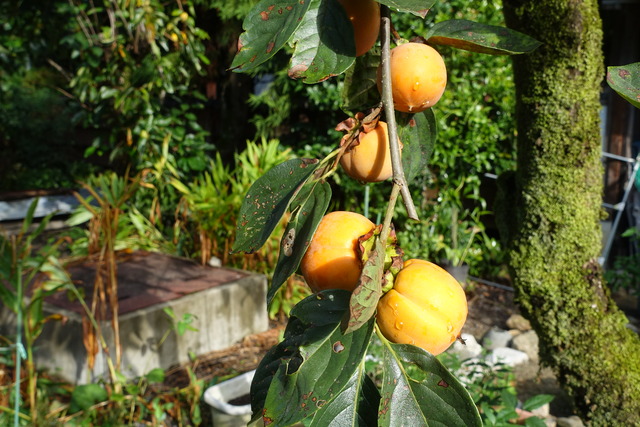 渋柿　熟し始め裏庭 (2)