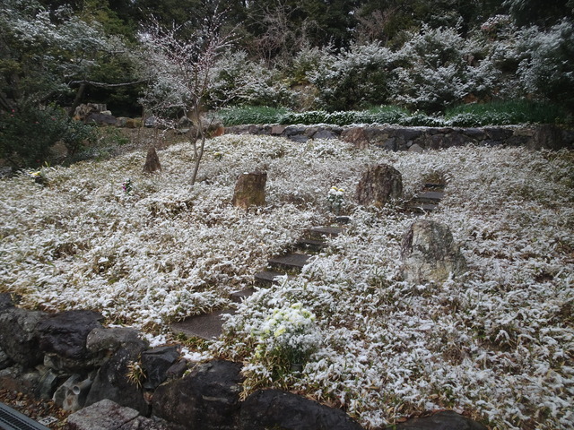 雪　自然苑　2601 (7)