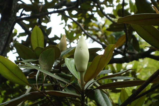 タイサンボク　蕾　花白 (1)