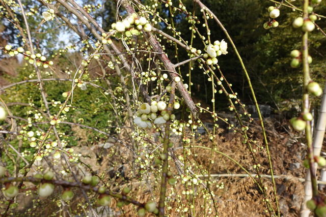 垂れ梅　白　花　咲き始め　日本庭園 (2)