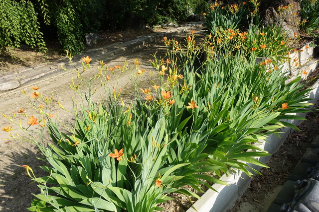 檜扇生花　日本庭園 (1)