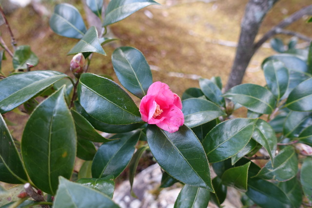 侘助　紅　小門 (3)