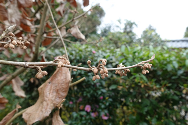 万作　小門　蕾 (4)