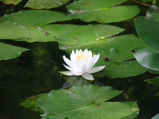 水蓮　花　2506 (7)