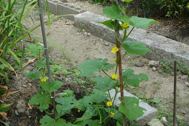 ？？　裏庭　・・瓜？ (2)