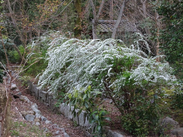 雪柳花白日本庭園（１）
