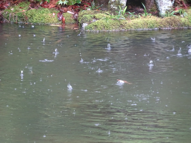 池　水面の水滴　跳ね返り (4)