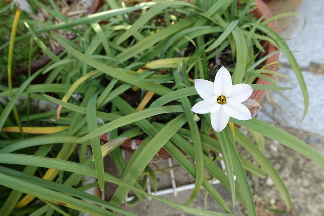 花にら　花花一輪 (4)