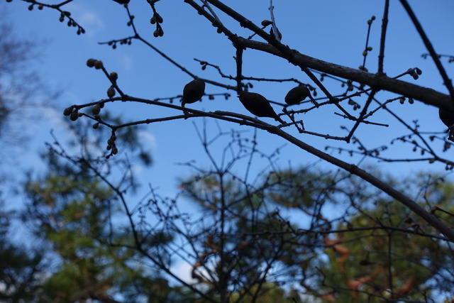 蝋梅　蕾　一部花 (3)