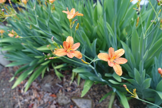 檜扇　花　日本庭園 (4)