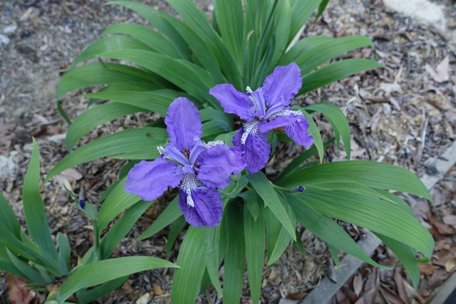 イチハツ　紫　亀北 (6)