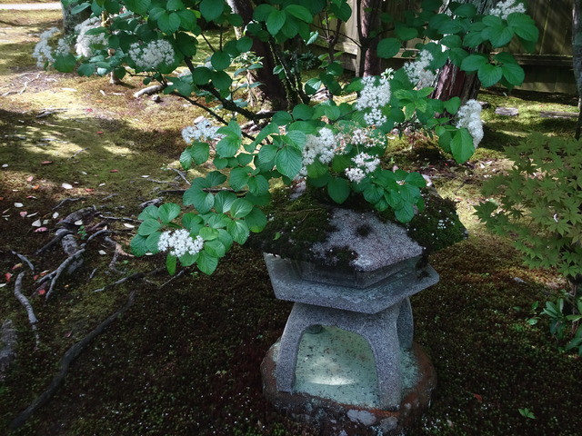 25　ガマズミ　白い花　小門東南 (7)