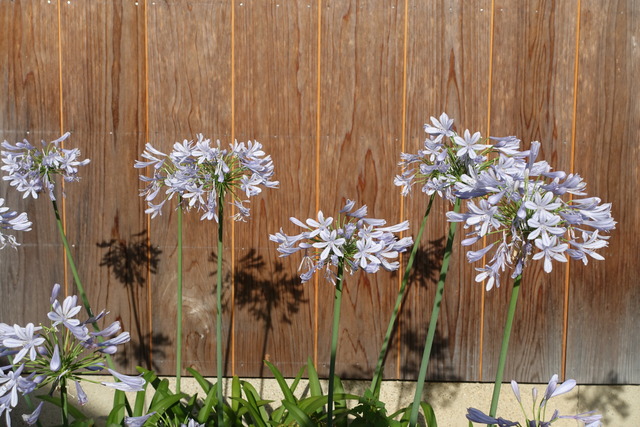 アガパンサス　藤色　花１ (4)