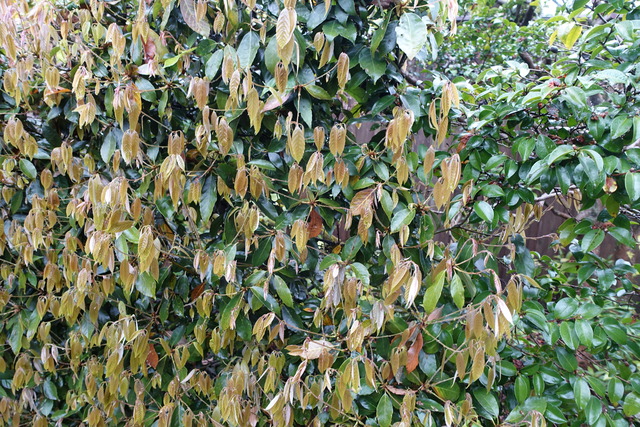 樫　葉っぱ　新芽 (2)