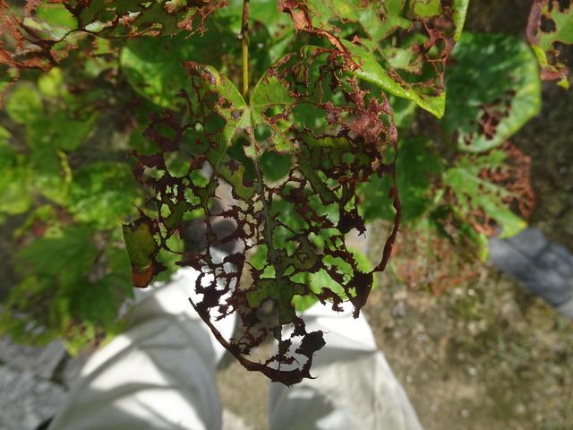 花スオウ　葉っぱかれ (2)