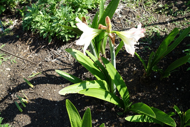 アマリリス　花 (2)