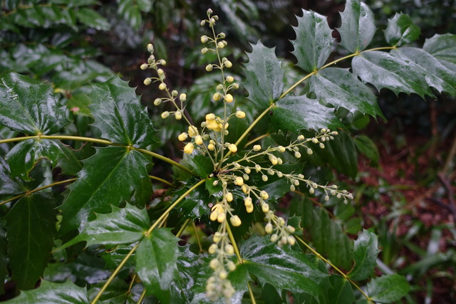 ヒイラギ南天　開花始め　黒門 (3)