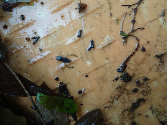 虫　池　ゴミ取りの時 (2)