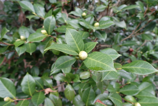 白椿　蕾　黒門 (1)