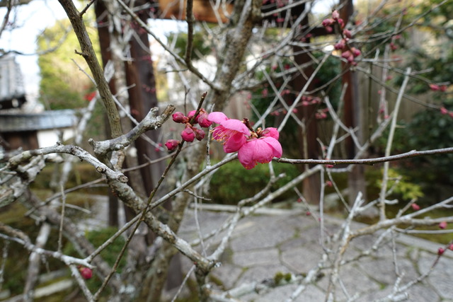 紅梅　花　ちらほら2401 (2)