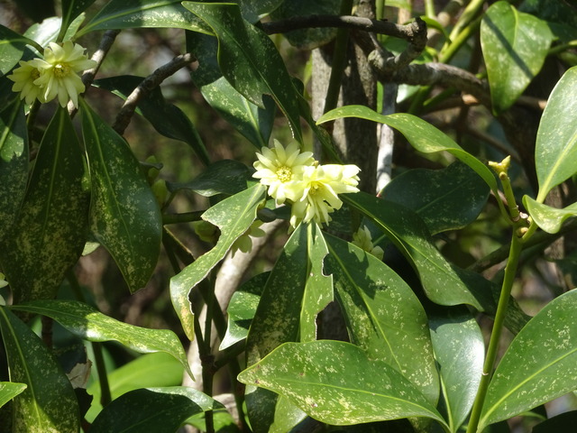 シキビ　白花 (1)