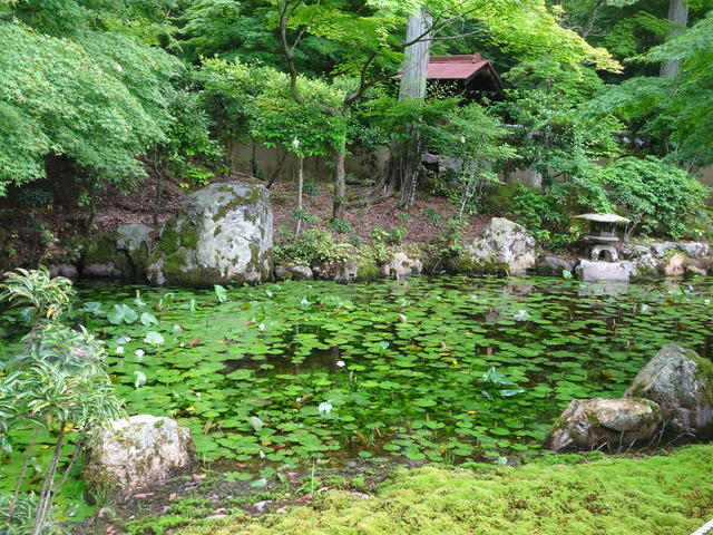 モリアオガエル　卵　初夏 (2)