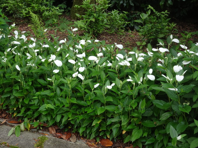 半夏生　花　2606 (2)