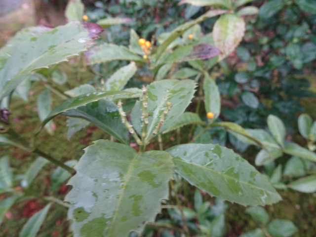 御馳走さん　黄千両 (4)