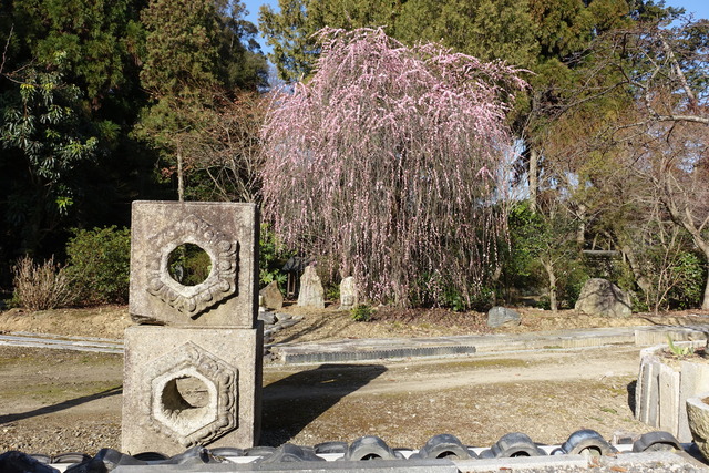 梅　垂れ梅紅　日本庭園満開 (3)