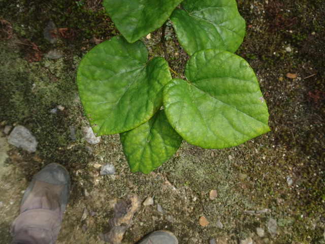 花スオウ　葉っぱかれ (3)