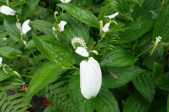 半夏生　葉白　花 (4)