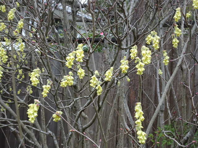 土佐水木　満開 (3)
