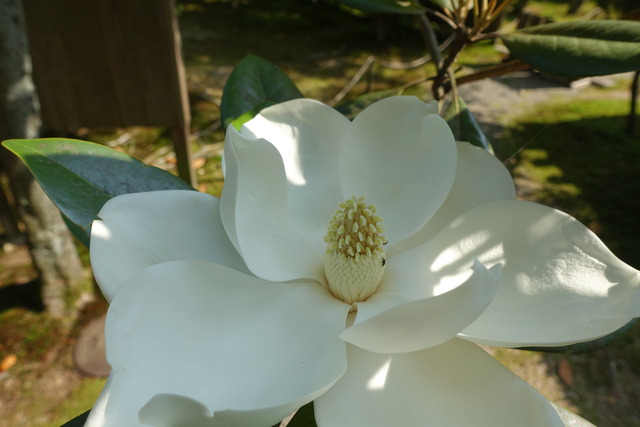 タイサンボク　蕾　花白 (3)