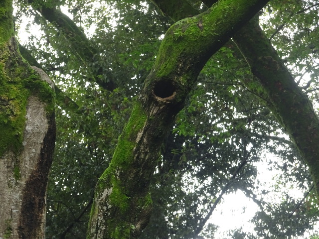 枯れた紅葉　ムササビの巣 (2)