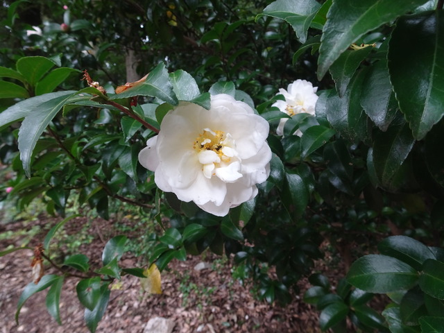 山茶花　秋に花　2511 (6)
